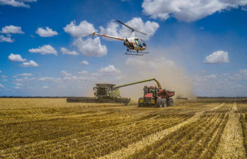 Mustering helicopter flying above wheat harvesting machine unloading grain into trailer attached to tractor in an Australia wheat fields fuel by IOR